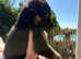 German Shepherd puppies for sale
