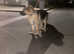 6 month old female German shephard