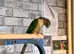 Beautiful young conure parrot
