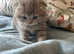 Beautiful Scottish fold baby's