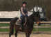 Sweet 15.3 thoroughbred mare