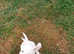 ** 1 Parson Russell Boy Ready to Leave **