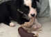 Stunning Litter of Chunky Border Collie Pups.
