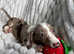 Stunning kc registered chocolate dapple piebald female