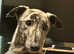 Male greyhound