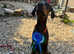 Doberman. 8 months  old fully kc reg