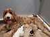 Superb Parti colours Mini Labradoodles DNA CLEAR