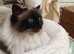 Top Quality Pedigree Birman Kittens