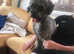 Bob is beautiful toy poodle male for sale