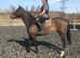 8yr old gelding