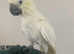 Stunning Tame Talking Yellow Crested Cockatoo Parrot with Certificates