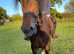15.2 bay cob gelding