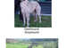 3/4 deerhound x greyhound saluki