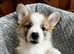 Exceptional Welsh Pembroke Corgis available from May 3rd