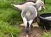 Muscovy Drake hatched 26th July