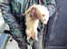 Very friendly Big sandy hob ferret ,