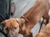 4 Rhodesian ridgeback puppies ready for their forever homes