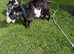 Beautiful pygmy goat with a nanny kid for sale
