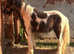 Dave rising 2 gelding cob