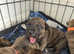 Staffordshire bull terrier  there are 3 girls left