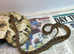 Gold Phase Cat Eyed Snakes at Birmingham Reptiles