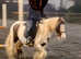 11.3 mini cob 5 yrs gelding