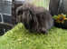 Baby mini lion lop rabbits *READY NOW*