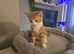 Ginger kitten boy 8 weeks old