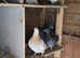 Breeding stock n babies racing for sale.