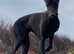 1 Beddy whippet boy PRICE REDUCED