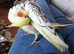 Hand reared silly tame DNA sexed baby cockatiels