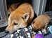 1 female KC Shiba looking for her furever home from 10/9