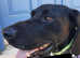 Gorgeous Happy needs her forever home