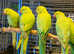 Very beautiful young Indian ringnick parrot