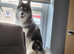 Stunning Siberian Husky Pups for sale.