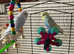 2 budgies and cage