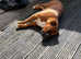 Boxer dogs