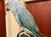Beautiful baby blue Indian ringnick parrot