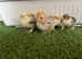 Pekin pure bred chicks