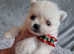 Pomeranian teddy bear