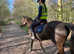 14.1h 8yr old Conamarra