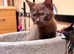 Very rare Havana brown chocolate female kitten