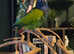 Hand Tame Blue headed pionus 5* homes only.