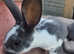 Beautiful baby mini rex bunnies