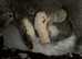 Beautiful  GCCF Registered Pedigree bsh kittens from toplines. Payment plan options,