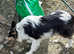 RARE PARTI TRI ROUGH COLLIE