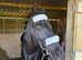 Thoughbred gelding
