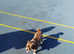 BLUE JACK RUSSEL GIRL 2 YEARS OLD