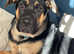 Rottweiler x