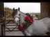Beautiful Welsh Sec A Gelding